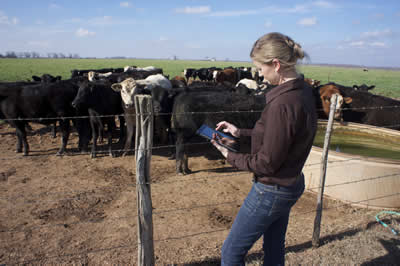A woman using a tablet in front of cows.