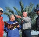 Four people outside in front of a palm tree talking and pointing at something.