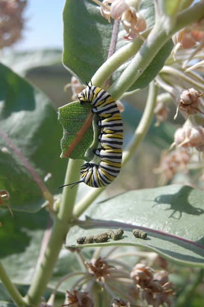 A close-up of a Monarch caterpillar on a plant.