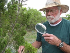 Man observing juniper with magnifying glass