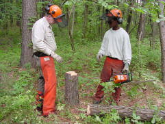 One man teaching another how to use a chainsaw to thin trees. They stand in front of a tree stump.