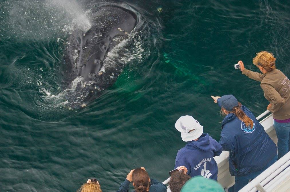 photo of humpback whale spouts near whale watchers