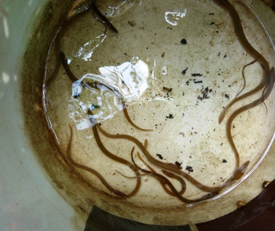 Small eels in bucket.