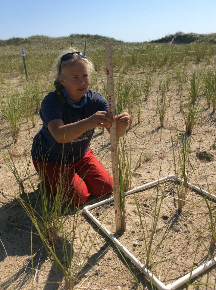 Sherri measuring beachgrass.