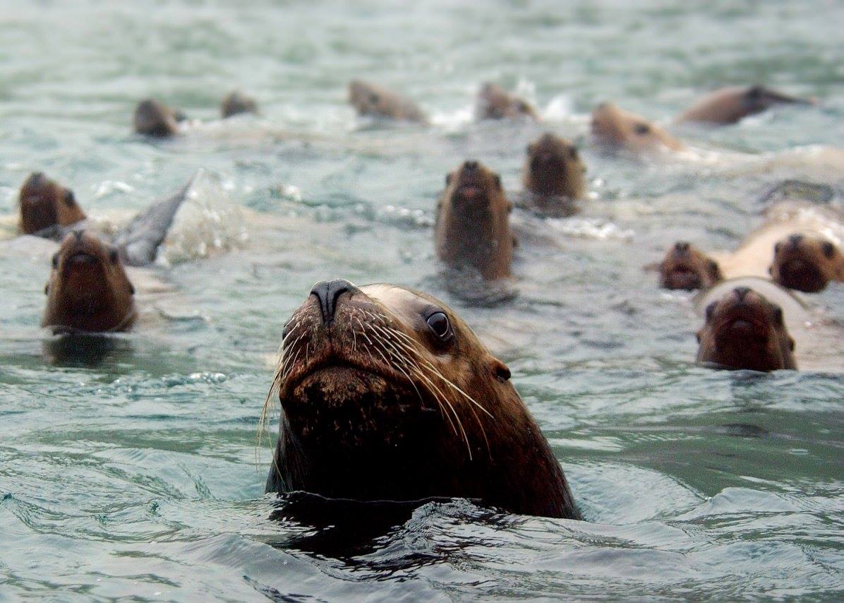Spotlight on Citizen Science: Steller Watch Spotlight on Citizen Science: Steller Watch