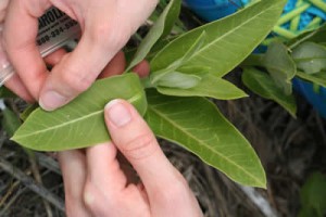 A close-up of someone's hands inspecting a leaf.