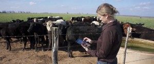 A woman using a tablet in front of cows.