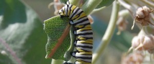 A close-up of a Monarch caterpillar on a plant.