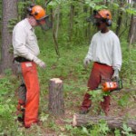 One man teaching another how to use a chainsaw to thin trees. They stand in front of a tree stump.