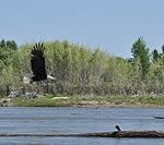 Bald eagle flying along the Snake River, Idaho.