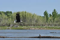 Bald eagle flying along the Snake River, Idaho.